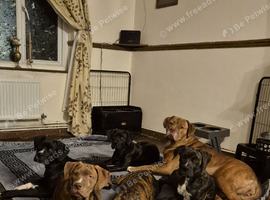 Cane corso puppies