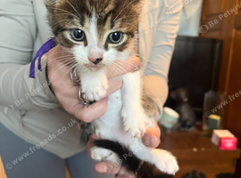 Kittens for sale