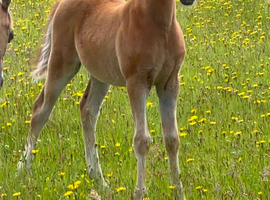 Super smart colt