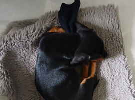 Dachshund 14 weeks old