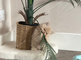 Persian kittens