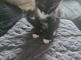 Female kitten for sale