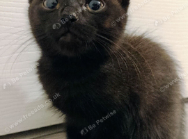 Female Kitten