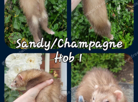 Champange/Sandy Part angora hob available