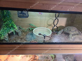 3 year old ball python girl and setup