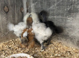 Chicks
