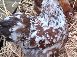 Peking banties pullets