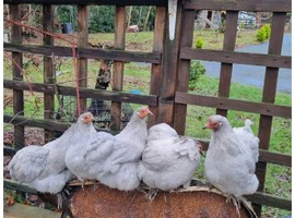 Lavender Peking bantam hatching eggs available