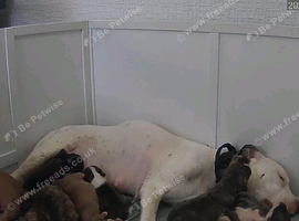 Beautiful staffy