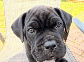 Cane Corso puppies for sale