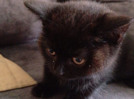 2 kittens