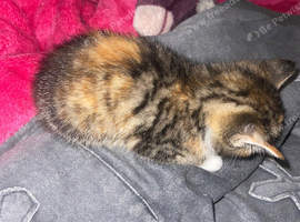 1 female kitten