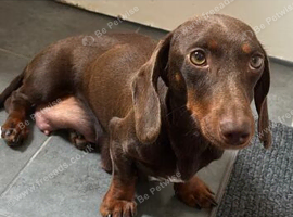 Adorable mini dachshund puppies