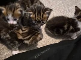 Gorgeous kittens for sale
