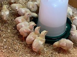 Ross Cobb Chicks as hatched available from day old