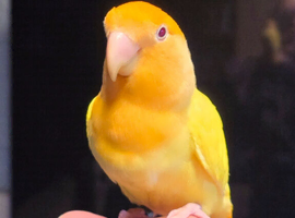 Male & Female Lutino/opaline Lovebirds