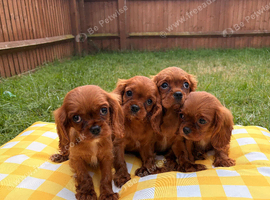 Cavalier King Charles