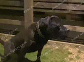 BEAUTIFUL CANE CORSO x BANDOG FEMALE PUPPY