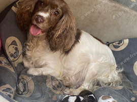 Cocker spaniel puppies