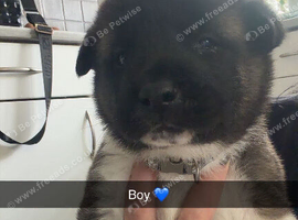 Beautiful American akitas