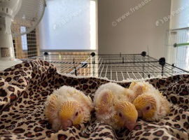 Baby handtame Lutino lineolated parakeets