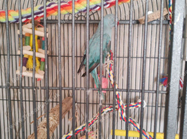 Female Indian ringneck just over a year old
