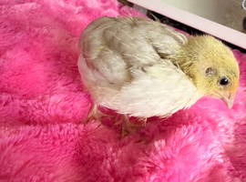 Coturnix quail chicks