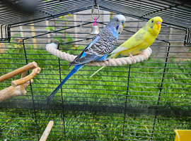 Budgies