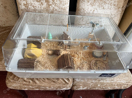 Hamster (nibbles)