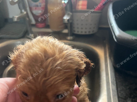 Cocker spaniel puppies