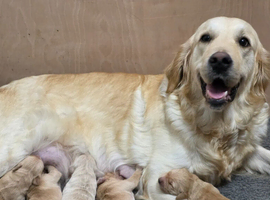 Beautiful Golden Retriever Puppies