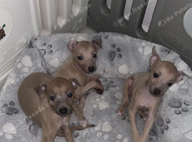 *ONLY 2 BOYS LEFT* KC Italian Greyhound Puppies