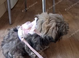 Beautiful female puppy