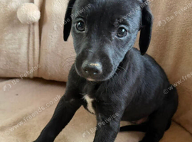 Collie bull greyhound puppies