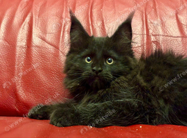 Beautiful TICA Active Registered Kittens