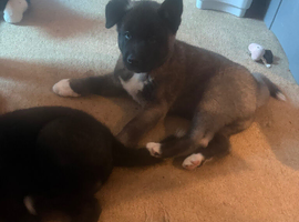 2 Akita puppy