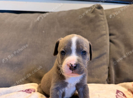 Staff puppies