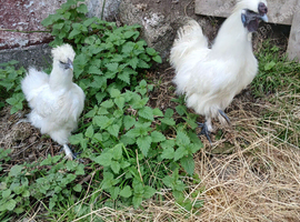 Beautiful Pair of White Silkie Bantams