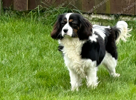 F1 cavapoos