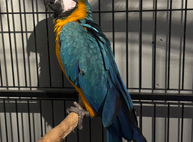 Blue and gold baby macaws