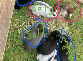 Young rabbits