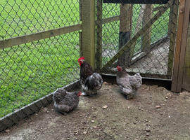 Pekin bantam trios.