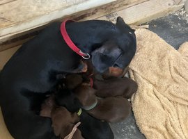 3 miniature dachshunds left
