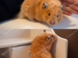 9 month old female syrian hamster.
