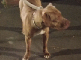 pink nose staffy tan colour