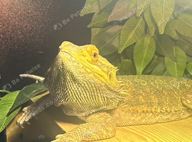 Bearded Dragon and Vivarium