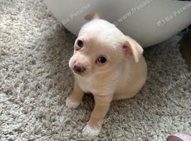 Chihuahuas
