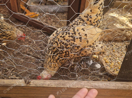 brahma eegs
