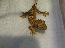 Crested geckos
