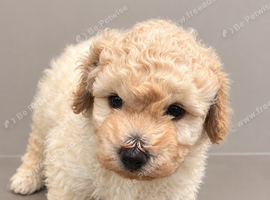 Poochon puppy looking for his forever home